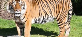 Female zookeeper killed by Sumatran male tiger in New Zealand
