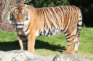 Female zookeeper killed by Sumatran male tiger in New Zealand
