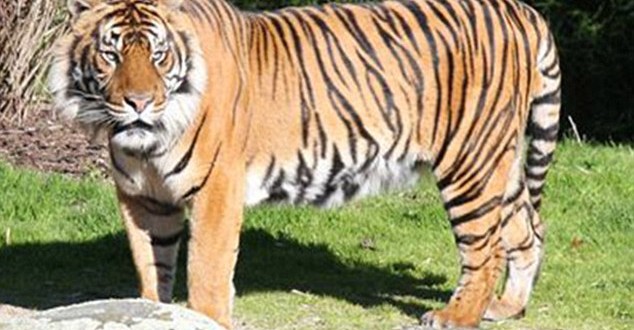 Female zookeeper killed by Sumatran male tiger in New Zealand