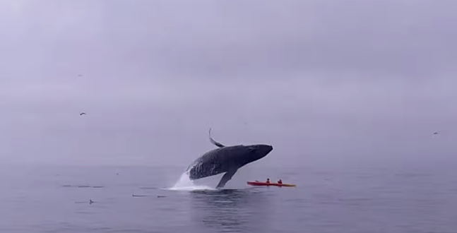Humpback : Kayakers nearly crushed to death by huge whale (Video)