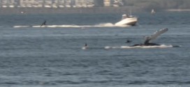 Humpback whales spotted in Columbia River (Video)