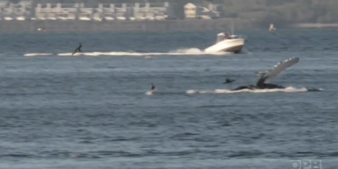 Humpback whales spotted in Columbia River (Video)