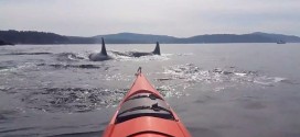 Kayaker films close encounter with orcas near San Juan Island (Video)