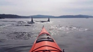 Kayaker films close encounter with orcas near San Juan Island (Video)