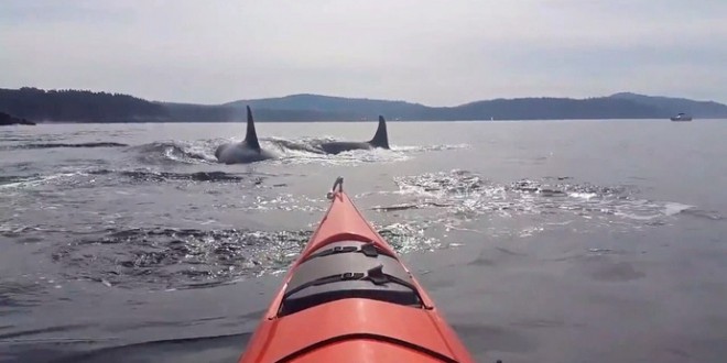 Kayaker films close encounter with orca whales near San Juan Island (Video)