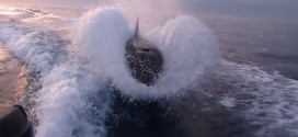 Killer whales chase boat in San Diego bay (Video)