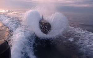 Killer whales chase boat in San Diego bay (Video)