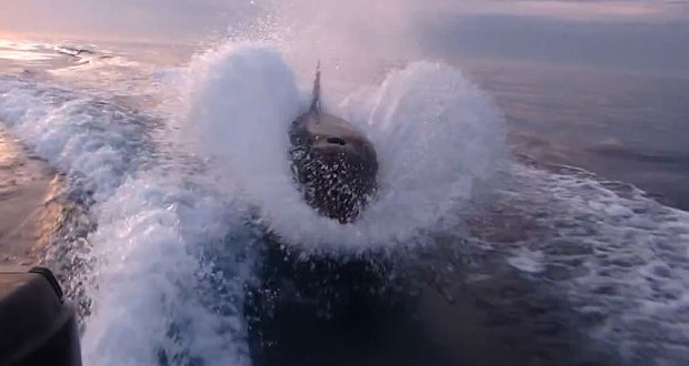 Killer whales chase boat in San Diego bay (Video)