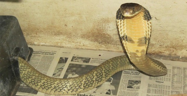 8-foot king cobra on the loose near Orlando (Video)