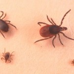 Lyme disease risk area growing in Manitoba, 11 cases in 2015