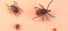 Lyme disease risk area growing in Manitoba, 11 cases in 2015