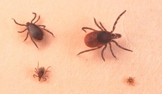 Lyme disease risk area growing in Manitoba, 11 cases in 2015