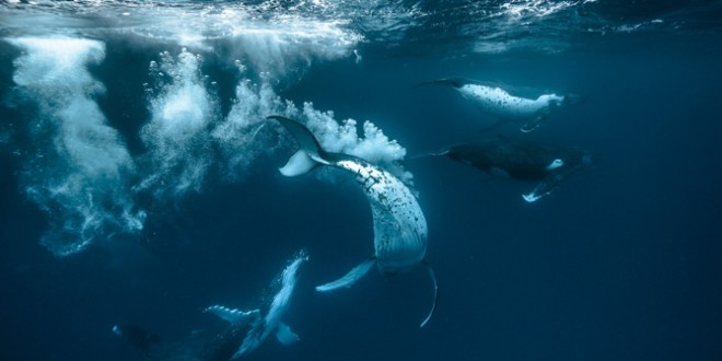 New Zealand Creates Massive New Marine Sanctuary (Video)