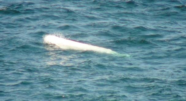 Past belugas died due to human interaction, DFO says