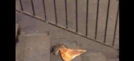 'Pizza Rat' Video Goes Viral: Watch a Subway Rat Haul a Pizza Slice Twice Its Size