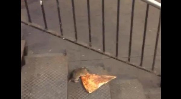 ‘Pizza Rat’ Video Goes Viral: Watch a “Subway Rat” Haul a Pizza Slice Twice Its Size