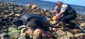 Rare Leatherback turtle rescued from shoreline