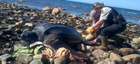 Rare Leatherback turtle rescued from shoreline