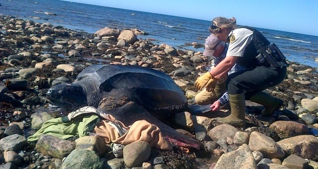 Rare Leatherback turtle rescued from shoreline