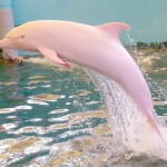 Rare Pink dolphin spotted in Louisiana waters (Video)