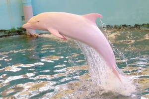 Rare Pink dolphin spotted in Louisiana waters (Video)