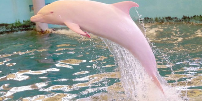 Rare Pink dolphin spotted in Louisiana waters (Video)