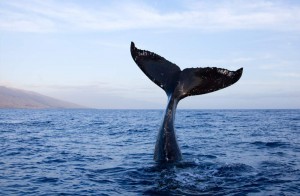 Researchers glean social insights from sperm whale dialects