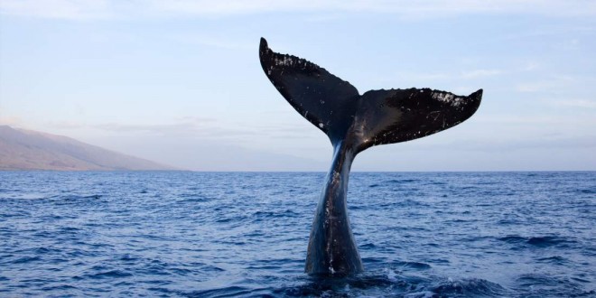 Researchers glean social insights from sperm whale dialects