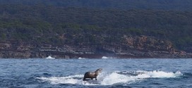 Seal And Whale Surfing, Photo Captures Internet's Attention