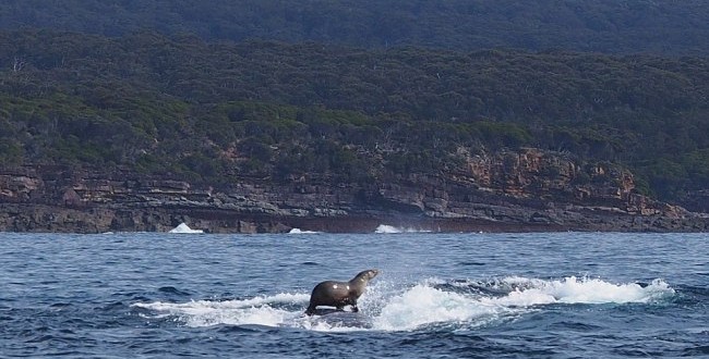 Seal And Whale Surfing; Photo Captures Internet’s Attention