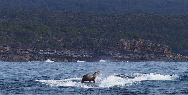 Seal And Whale Surfing, Photo Captures Internet's Attention