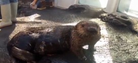 Seattle Aquarium sea otter with asthma trained to use inhaler (Video)