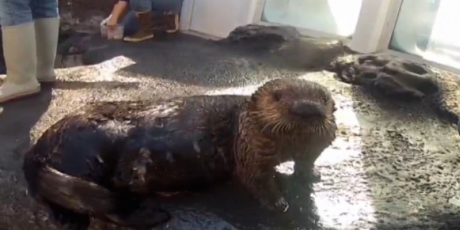 Seattle Aquarium sea otter with asthma trained to use inhaler (Video)