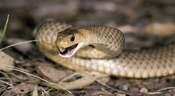 Snakebite antidote in short supply, thousands could die “MSF”