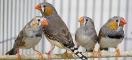 Speed-dating session for birds reveals they too fall in love, new study says