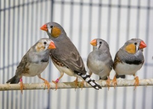 Speed-dating session for birds reveals they too fall in love, new study says