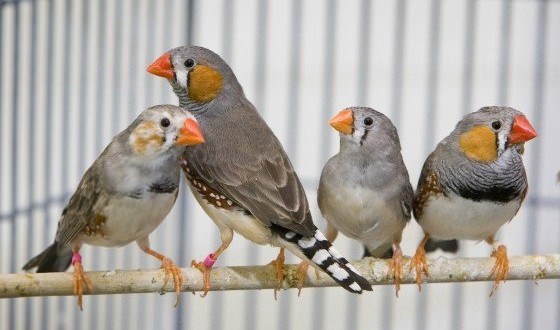 Speed-dating session for birds reveals they too fall in love, new study says