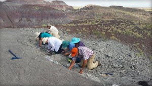 Stephanie Leco : Amateur paleontologist makes rare discovery