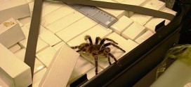 Tarantula delays flight from Baltimore to Atlanta: Spider on a plane?