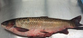 Three more Asian Carp found in Lake Ontario
