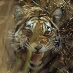 Tiger kills keeper in Polish zoo : police
