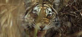 Tiger kills keeper in Polish zoo : police