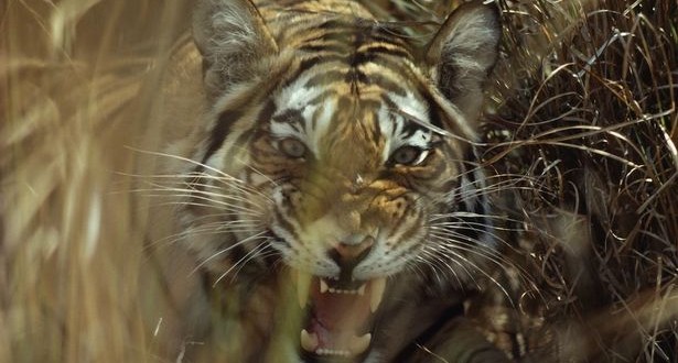 Tiger kills keeper in Polish zoo  police
