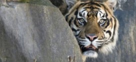 Tiger spared after fatal attack on New Zealand zoo keeper, Officials Say