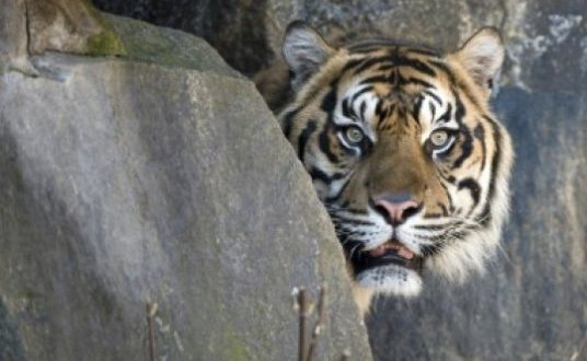 Tiger spared after fatal attack on New Zealand zoo keeper, Officials Say
