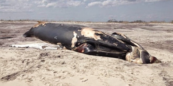 Toxic Algae Blooms Could Be Causing Whale Deaths, report says