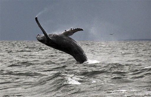 Whales return to Long Island Sound after long hiatus (Video)