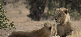 10000-year-old lion cubs found in cave in eastern Russia (Photo)