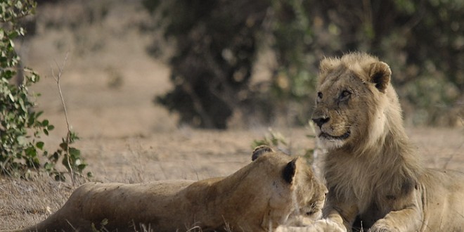 10000-year-old lion cubs found in cave in eastern Russia (Photo)