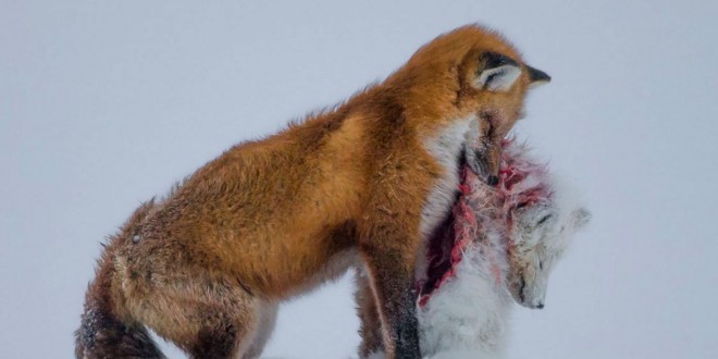 2015 Wildlife Photographer of the Year: ‘Canadian’ wins with striking foxes photo (Video)